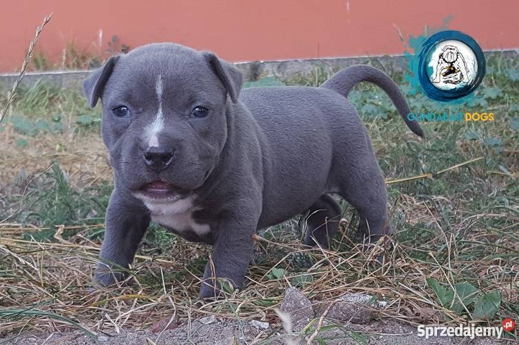 American BullyAmstaff Szczeniaki Gundabar Dogs Koło
