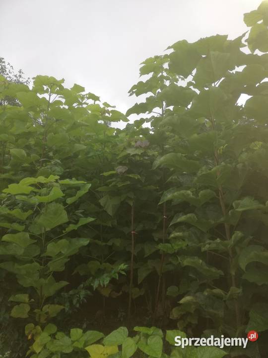 catalpa katalpa nieszczepiona surmia Puławy sprzedam