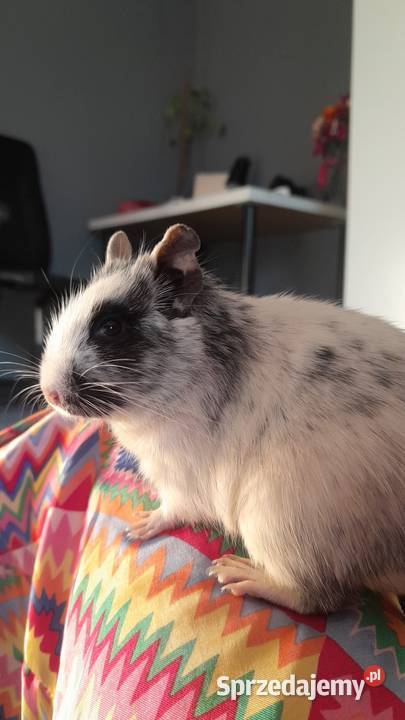 Domowa opieka zwierzętami ferie i weekendy Pozostałe Poznań sprzedam