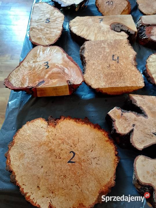 Czeczot topola klon akacja kasztan Nowy Tomyśl