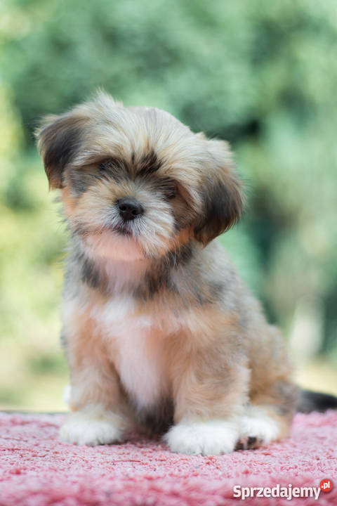 Lhasa Apso rodowodowe szczeniaki kuzyn Shih Tzu Tarnowskie Góry