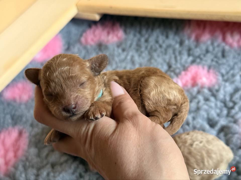 Pudel toy Częstochowa