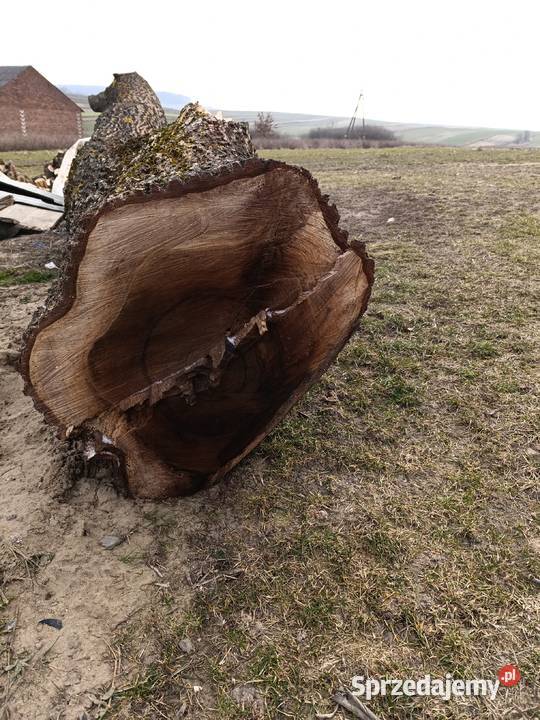 Orzech włoski pień Leśnictwo Janów Lubelski sprzedam