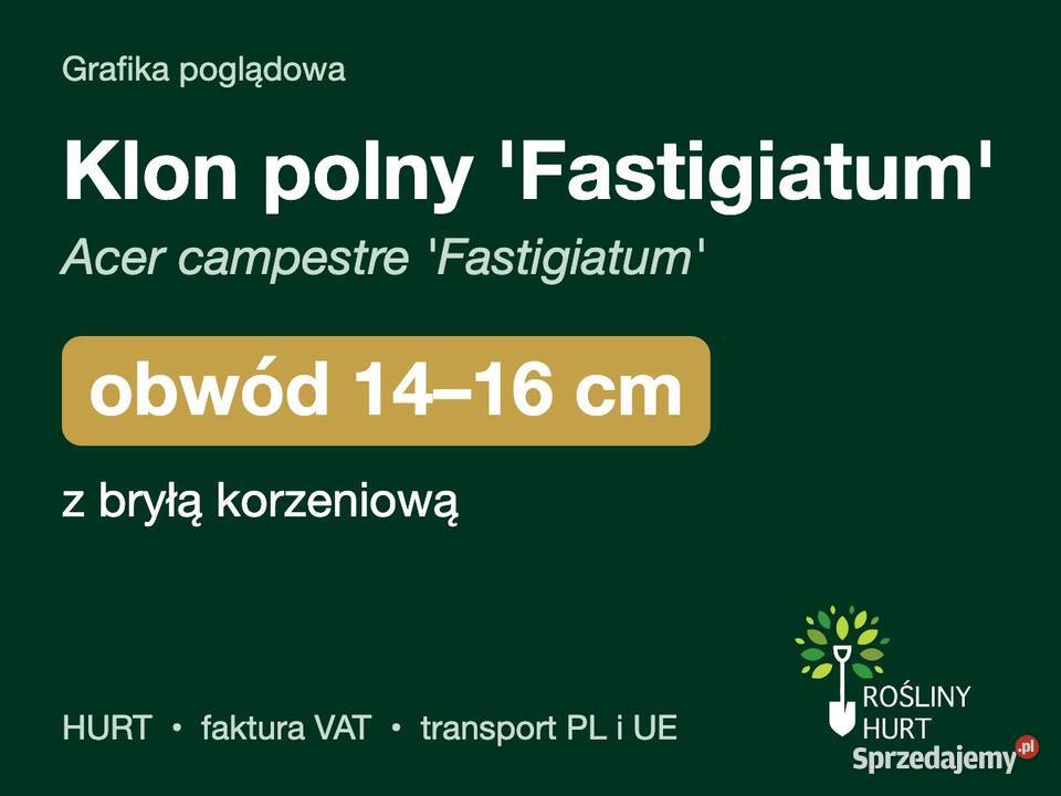Klon polny Fastigiatum obwód 1416 z bryłą HURT
