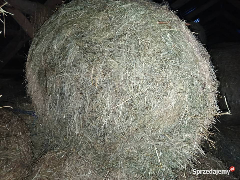 siano zbiór 2025 lubelskie Radzyń Podlaski