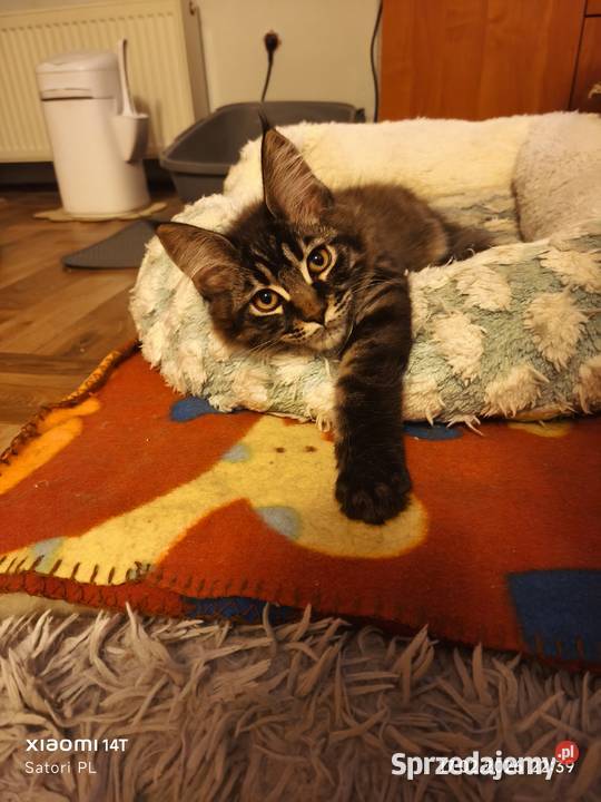 Maine Coon kocięta z rodowodem WCF Bydgoszcz