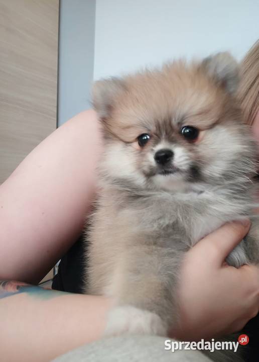 Szpic miniaturowy Bydgoszcz