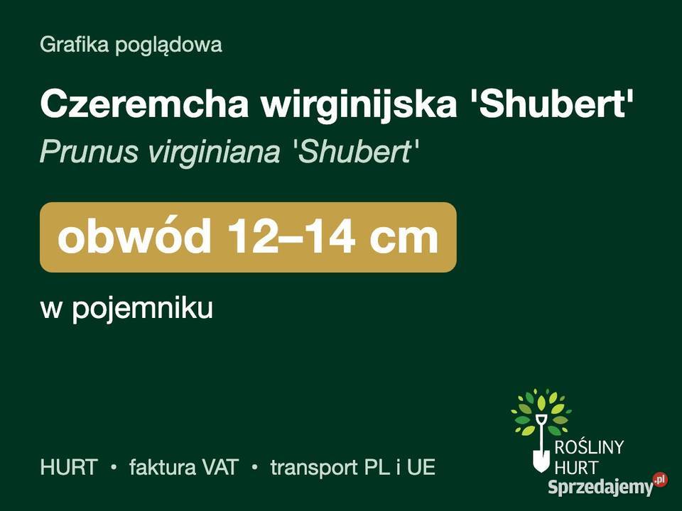 Czeremcha wirginijska Shubert obwód 1214 w wielkopolskie