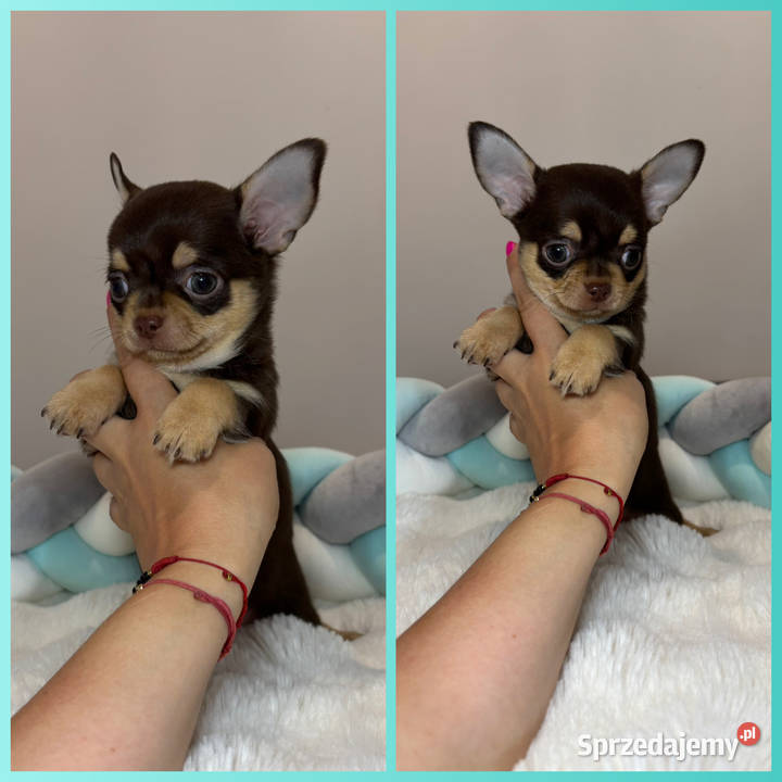 Chihuahua piesek krótkowłosy Choco Tan badania