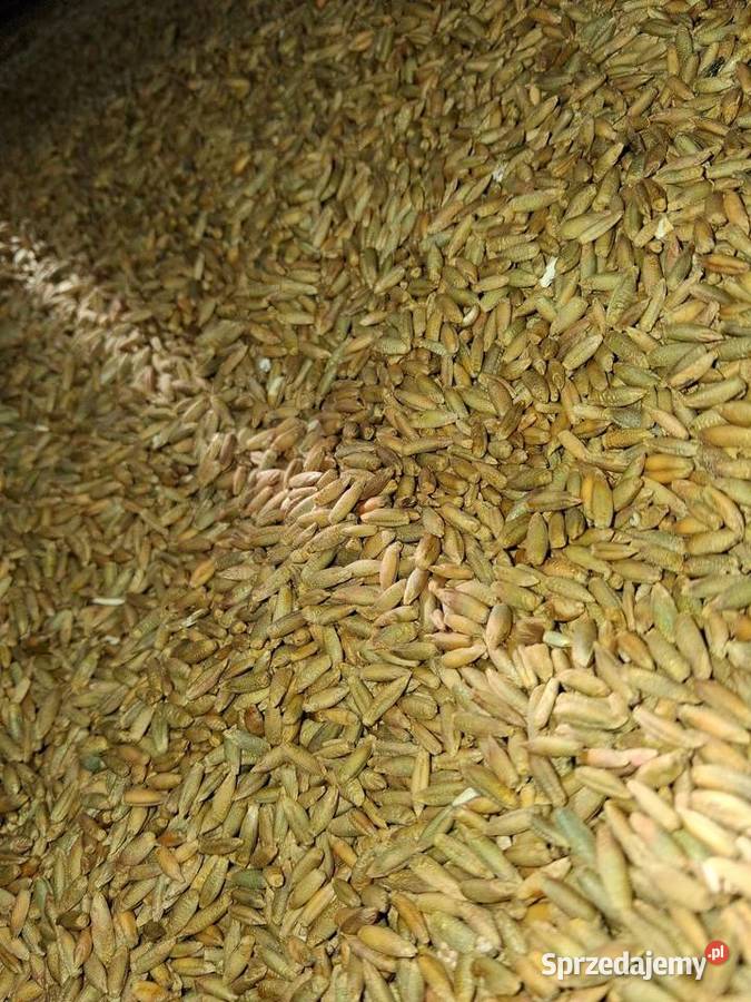 Sprzedam żyto Produkcja roślinna