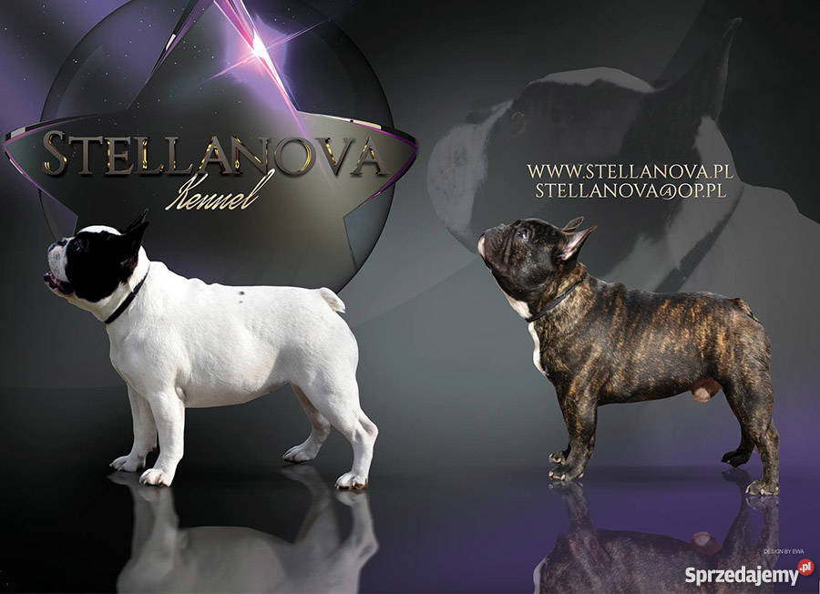 Buldog francuski szczenieta CH MŁCH Stellanova