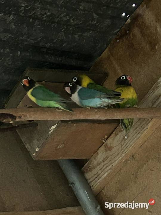 Nierozłączki czarnogłówki czarnogłowe Skała