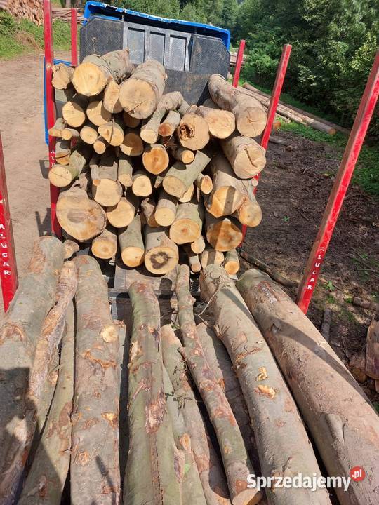 drewno kłody buk dąb jesion Jelenia Góra