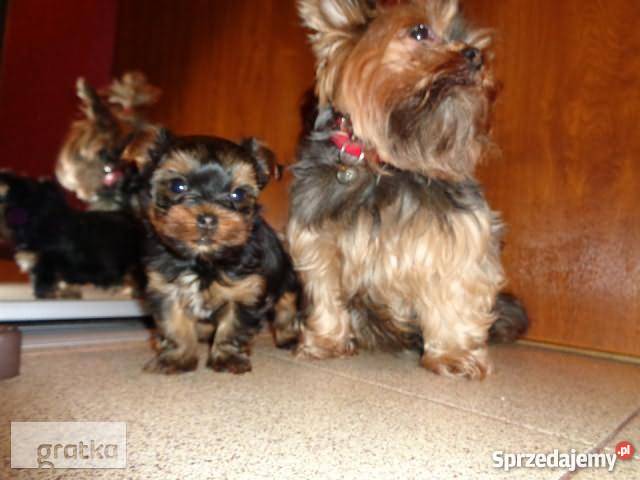 8 tygodni piesek YORK podlaskie Białystok