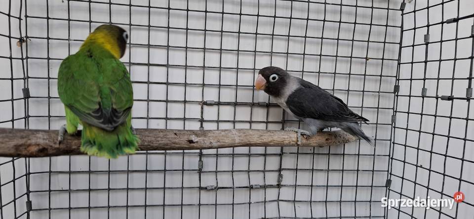 Nierozłączki Zakliczyn