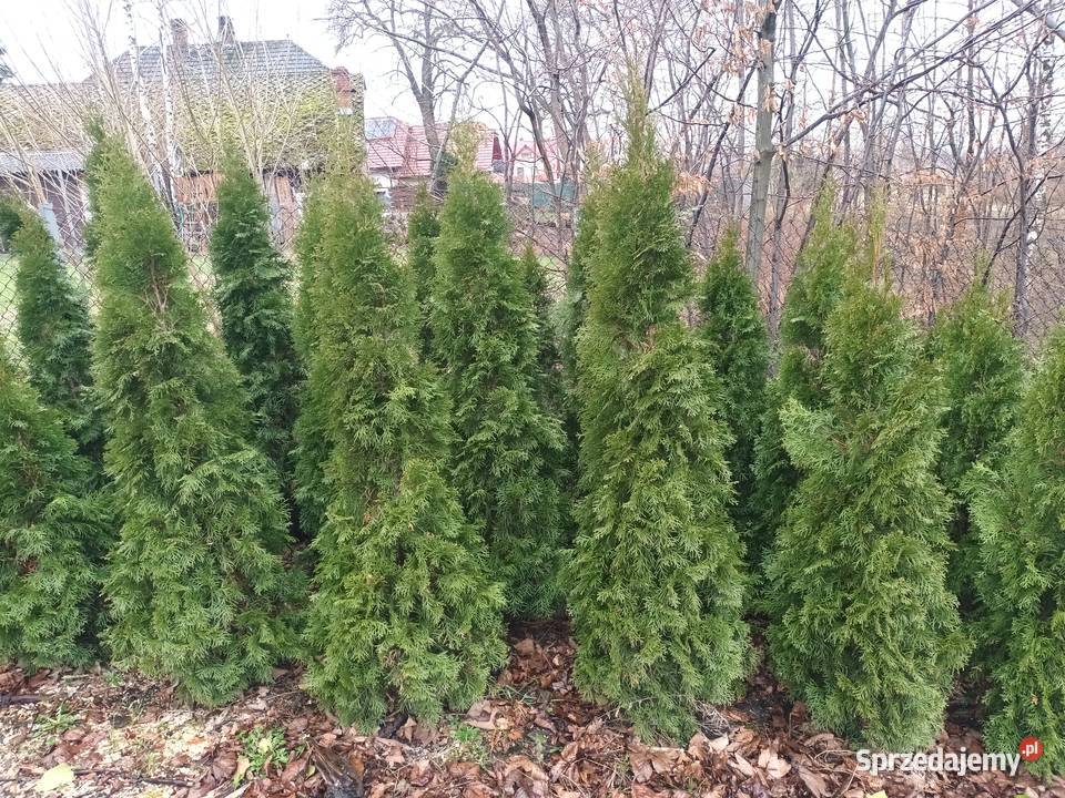 Tuja szmaragd 150170 30 sztuka dowozimy sadzimy Bielsko-Biała