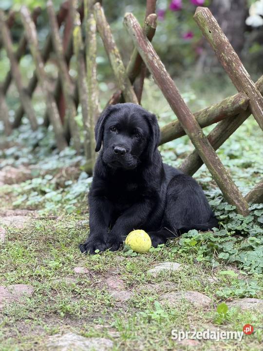 Czarny samiec Labrador Retriever FCI wielkopolskie Ostrów Wielkopolski