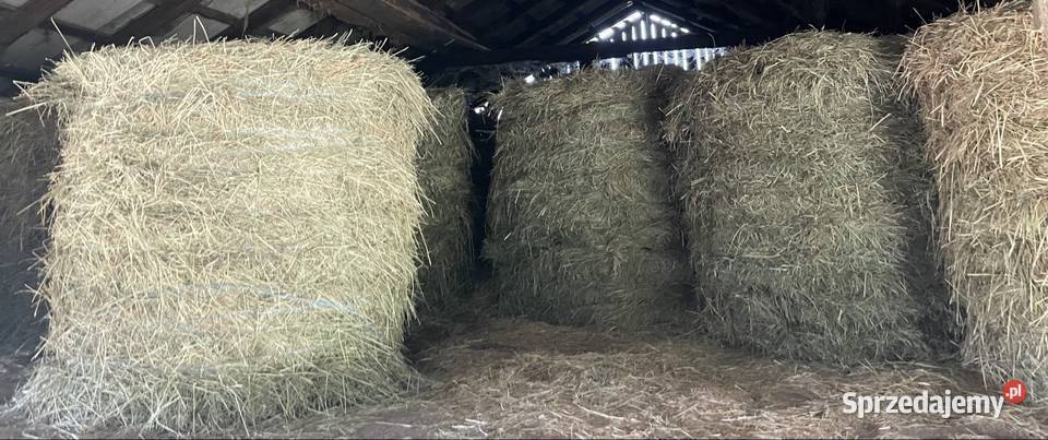 Siano balot 120 Karmy i pasze Kochlew sprzedam