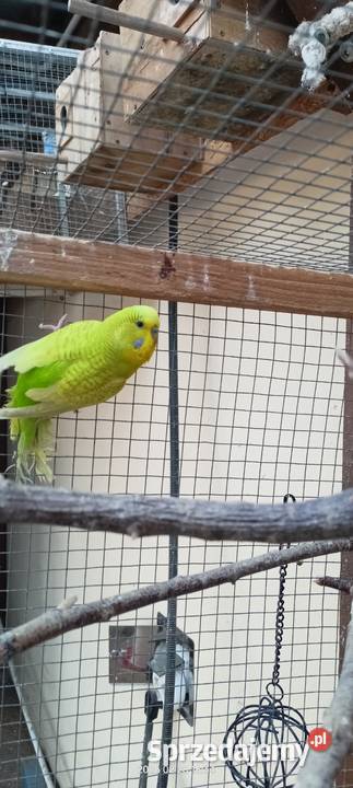 Papużki faliste Dąbrowa Tarnowska