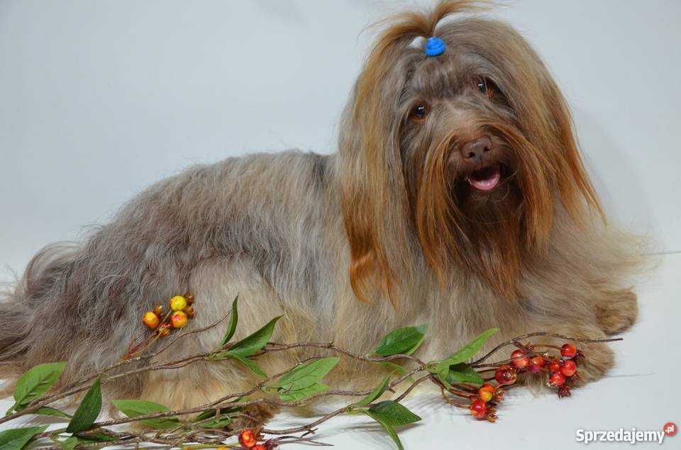 HAWAŃCZYK pieski suczki z rodowodem czekoladowe wielkopolskie