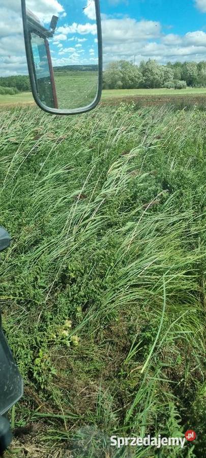 Siano ryzocha trzciny pokrzywy Produkcja roślinna Putnowice Wielkie