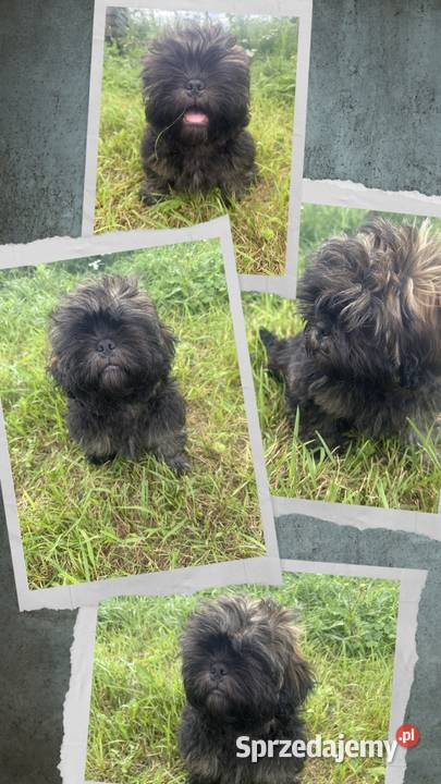 Pięciopokoleniowe Shih Tzu Dłutów sprzedam