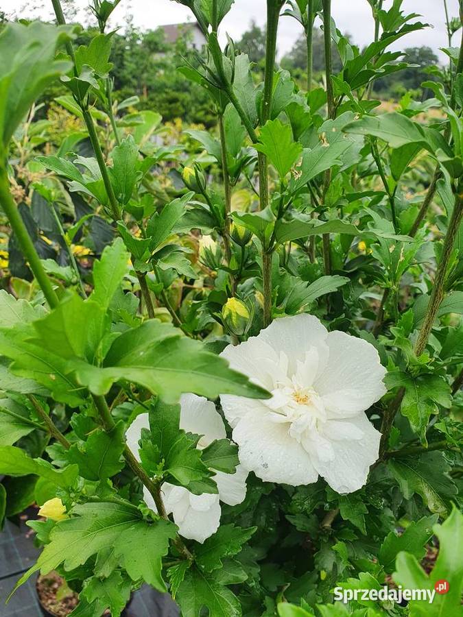 Ketmia syryjska na pniu Hibiskus Róża chińska sprzedam