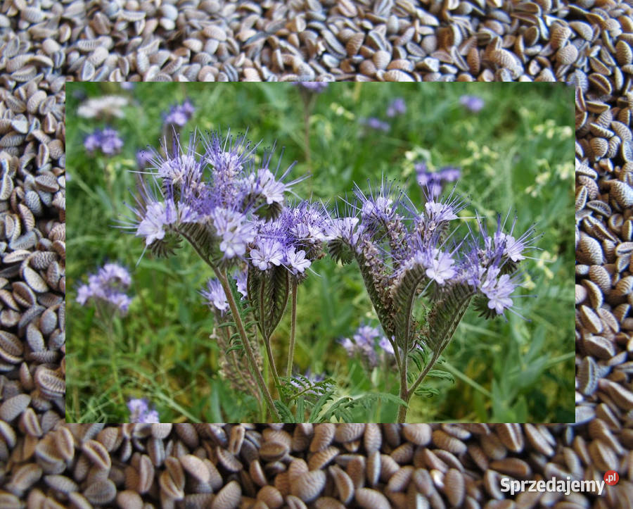 Facelia Błekitna Stala C1 worek 20 wielkopolskie Taczanów Pierwszy