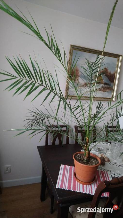 Kilkuletnia duża palma Phoenix canariensis Zielone mazowieckie sprzedam