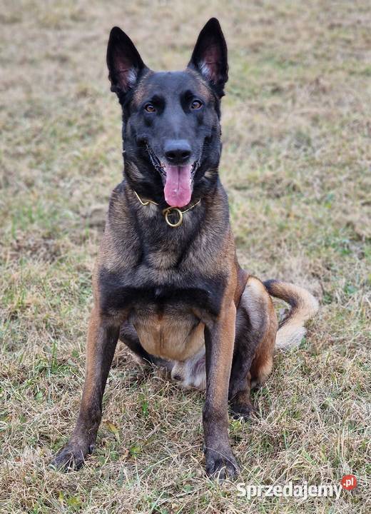 Owczarek belgijski Malinois FCI zapowiedz miotu Nowy Sącz
