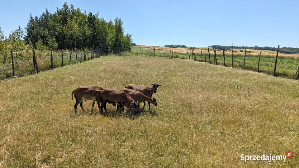 Owce kameruńskie i lacune fryz Pińczów sprzedam
