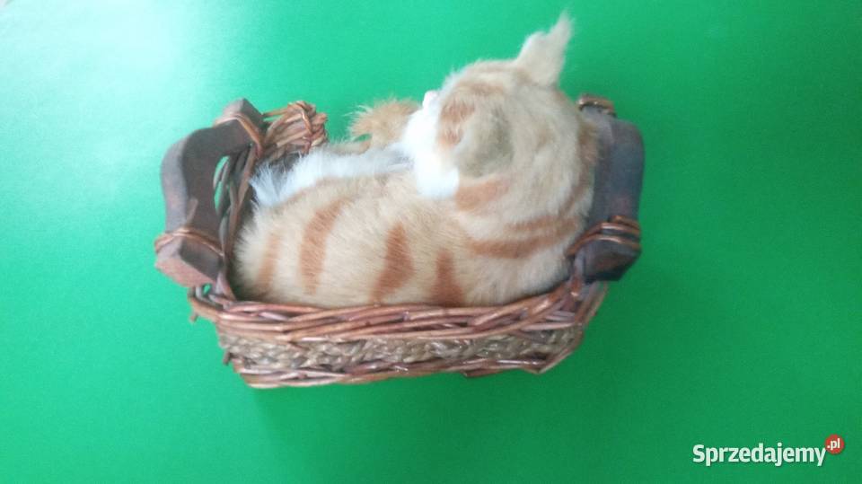Kiciuś w koszyku 6 lat+ Warszawa sprzedam