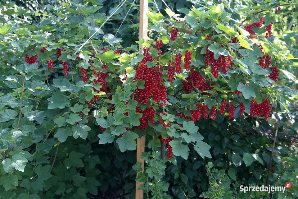Sprzedam działkę ROD Lotnik Stachowicka 375m2