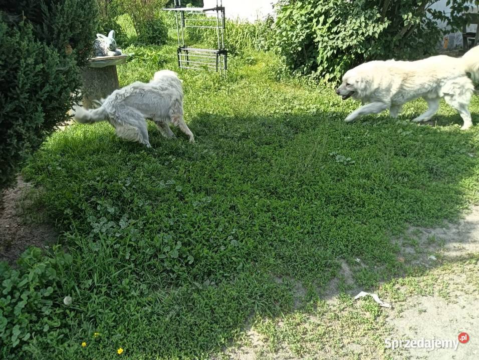 Sprzedam szczeniaki Owczarka Podhalańskiego Dratów