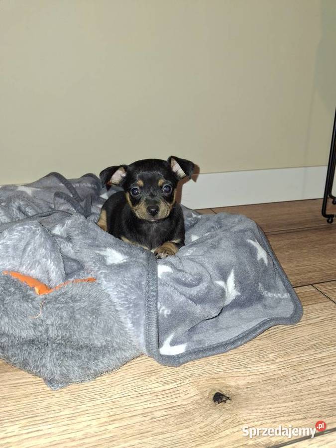 Pies pinczer minuatura Pozostałe Jasło