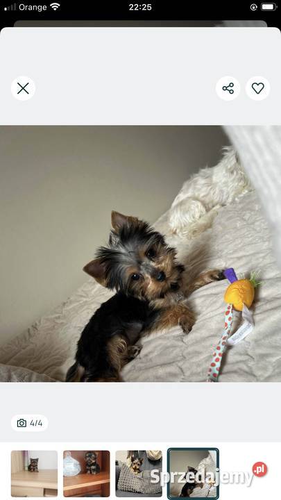 Piękna malutka suczka york Zwierzęta sprzedam