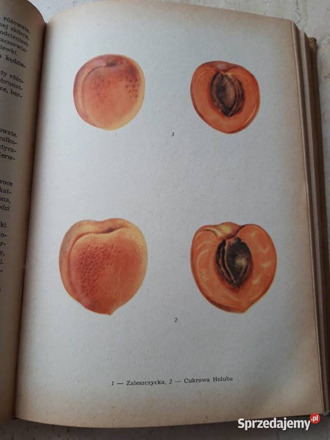 Przewodnik działkowca 1957 Antykwariat Bielsko-Biała