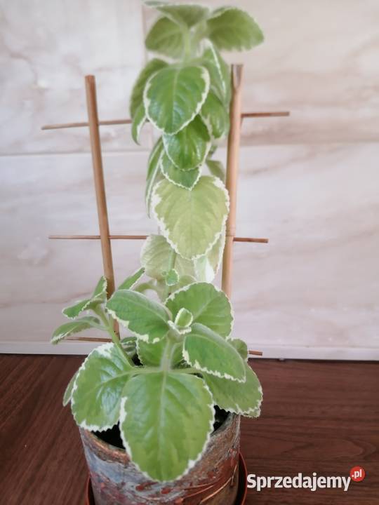 Mięta białozielonaRoślina domowa pachnącaKwiaty Łódź sprzedam