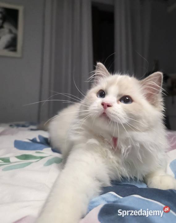 Urocza Lilly kotka hodowlana do hodowli FPL Fife Uścikowo