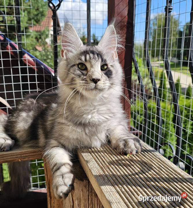 Srebrzysty mruczący kocurek Maine Coon pomorskie Gdańsk