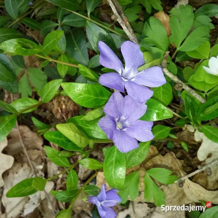 Barwineksadzonki 30 Gdynia sprzedam