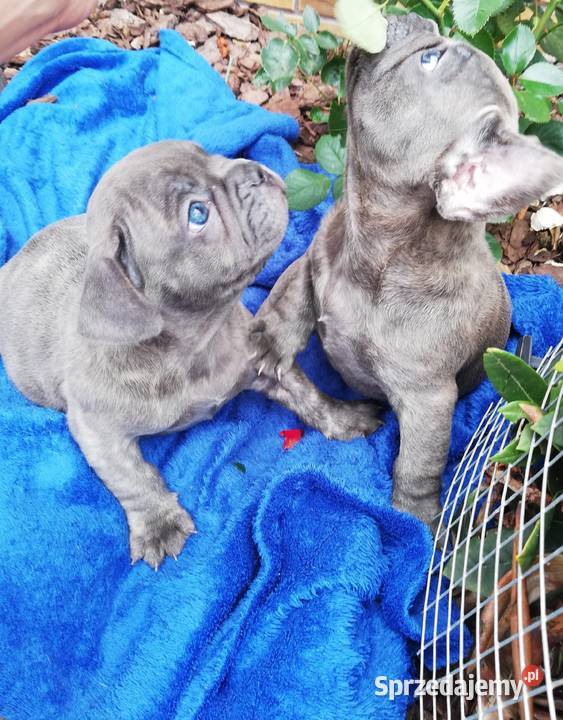 Buldog francuski niebieskie pieski Borzęcin sprzedam