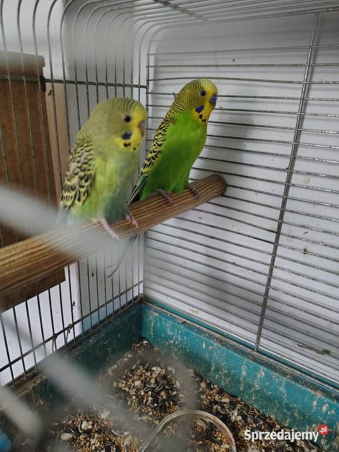 Sprzedam papużki faliste Zwierzęta Nowy Sącz