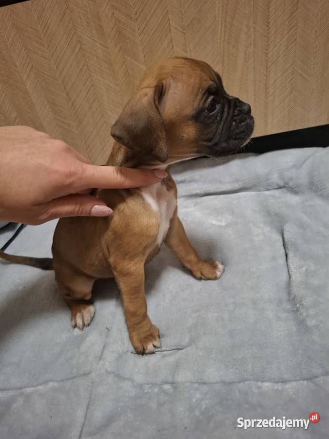 Szczeniaki rasy bokser Legnica