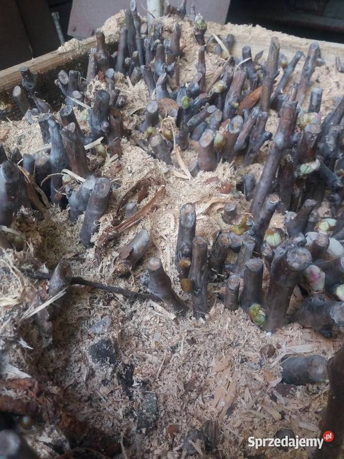 ukorzenione sztobry winorośli Lublin