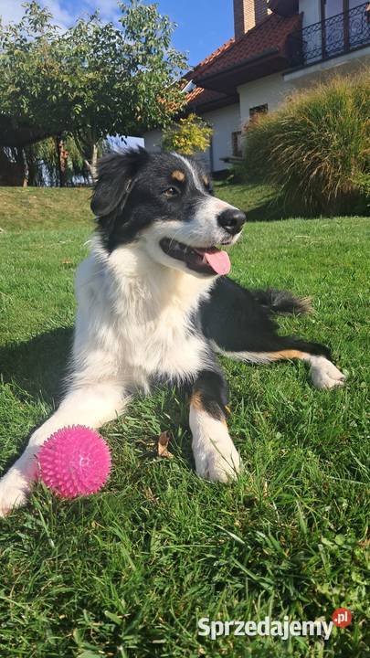 Border Collie piesek BAGI z hodowli NEGRESSE Pozostałe Porąbka Uszewska sprzedam