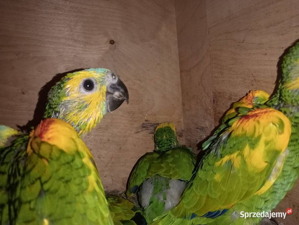 Amazonki niebieskoczelne xanthopteryx małopolskie Dobczyce