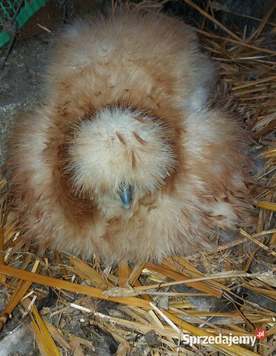 Jajka lęgowe silki Barcin