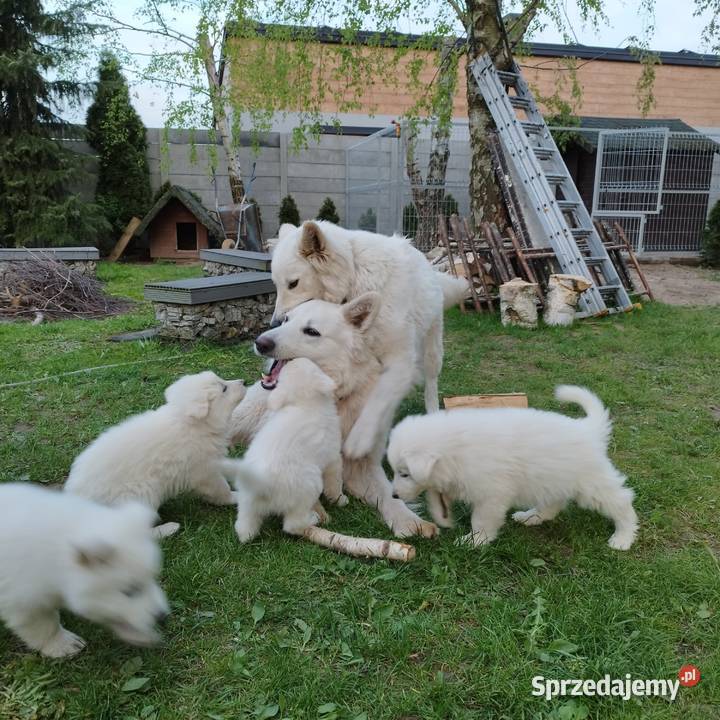 Owczarek szwajcarski szczeniaki Działoszyn sprzedam