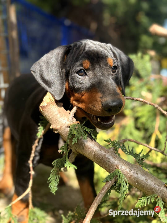 Pinczer średni niemiecki FCI championach dolnośląskie sprzedam